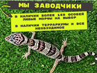 Леопардовый геккон эублефар объявление продам