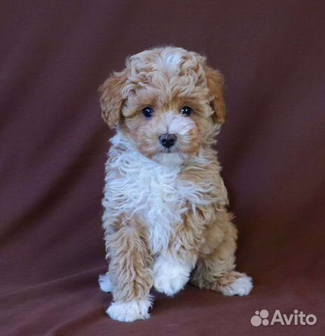 Мини мальтипу Ф1 мальчики и девочки