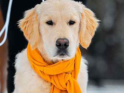 золотистый ретривер щенок сколько стоит в калининградской области