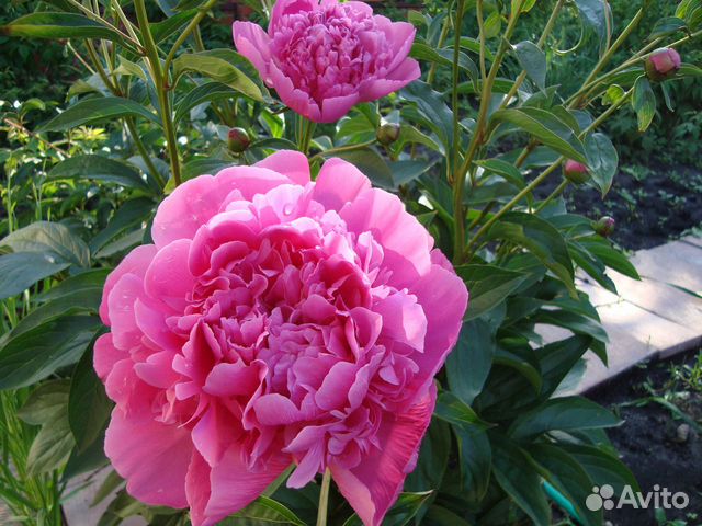 Пионы розовые