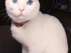 Турецкая ангора(белый кот с голубыми глазами)