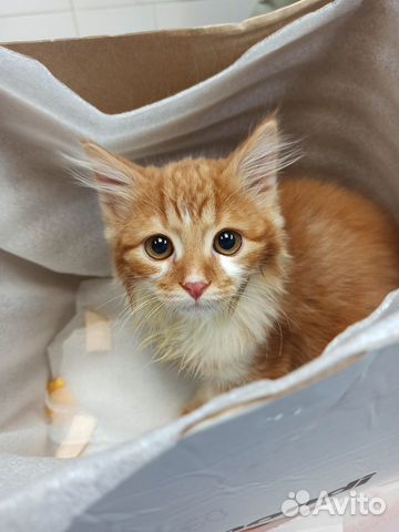 Ветеринарная помощь,вакцинация, эвтаназия