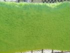 Плет меховой искусственный травка зеленый объявление продам