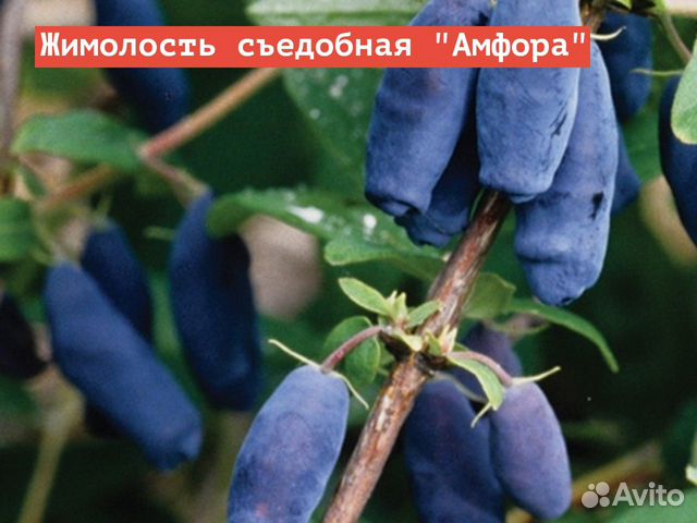 Жимолость съедобная Амфора