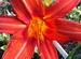 Лилейник Анзак, ярко красный, цветок крупный