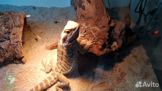 Бородатая агама (Pogona vitticeps) Fire Ice Citrus