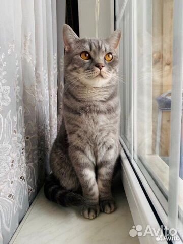 Отдам бесплатно кота в добрые руки