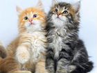 Сибирские котята разнообразных окрасов