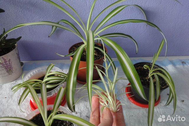 Лоу Райдер Гибискус хлорофитум крассула