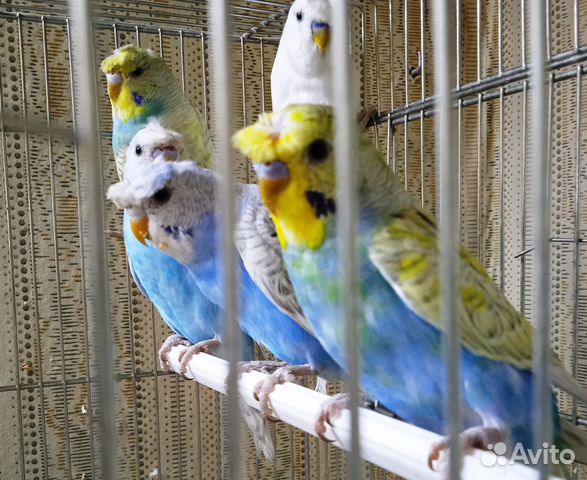 Волнистые попугаи