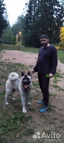 Передержка собак