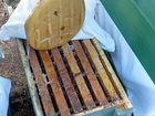 Продаются пчелосемьи с ульями