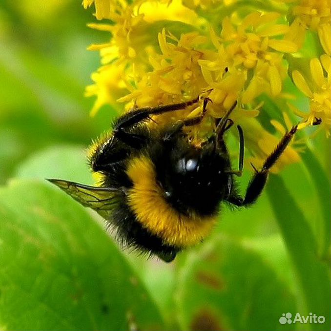 Пчела домашняя. Шмель Шренка – Bombus schrencki. Пчела. Лесные пчелы. Дикие пчелы.