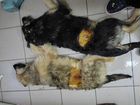 Льготная стерилизация собак и кошек