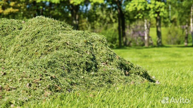 Узнать траву по фото онлайн бесплатно без регистрации