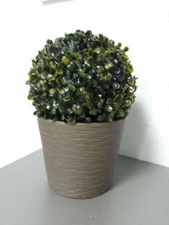 Растение + горшок