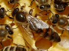 Пчелопакеты Пчелы карника карпатка бакфаст