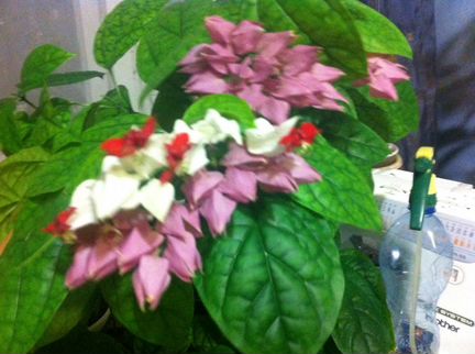 Клеродендрум Томсона