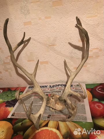 Рога оленя