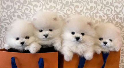 Померанский шпиц mini