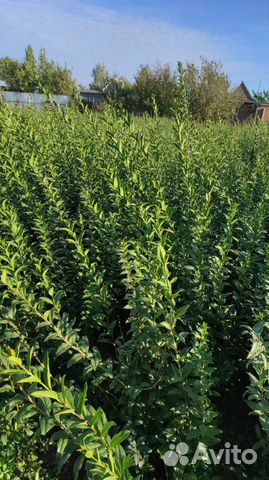 Бирючина (живая изгородь)