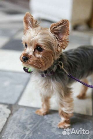 Передержка миниатюрных собак