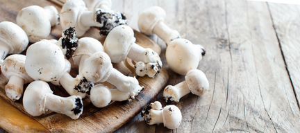 Мицелий шампиньона А-15, 4 кг