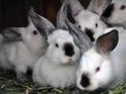 Калифорнийские кролики(Чистокровные, на племя) объявление продам