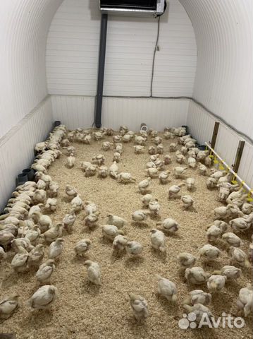 Цыплята бройлеры кобб 500 и росс 308 в наличии