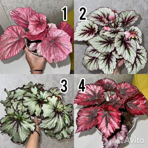 Бегонии Сортовые. Много сортов