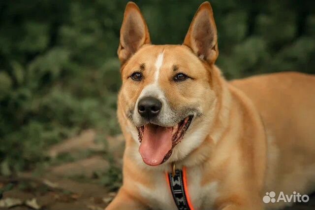 Собака Рик в добрые руки