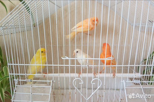Кенара и канарейки