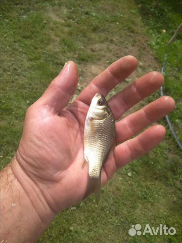 Живец карась