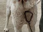 Среднеазиатская овчарка, алабай, доставка объявление продам