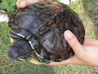 Красноухая морская черепаха ищет дом объявление продам