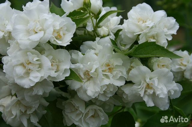 Примулы махровые, лох серебристый, махровый ландыш