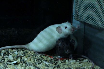 Крысы декоративные