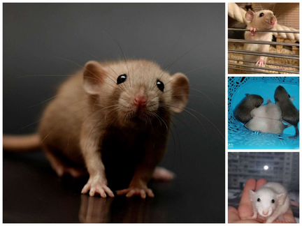 Дамбо крысята от элитных родителей