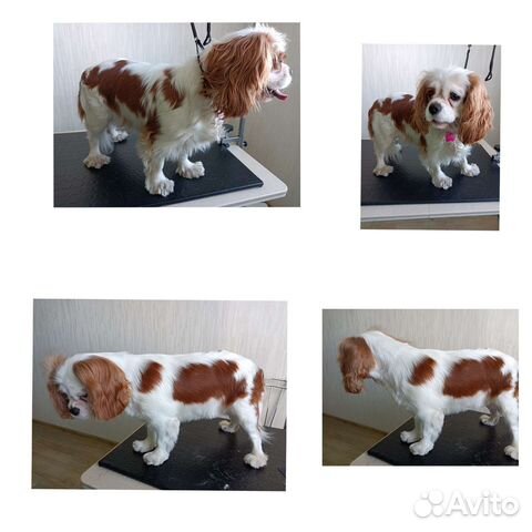 Услуга грумера