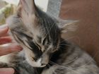 Котенок Мейн-кун метис объявление продам
