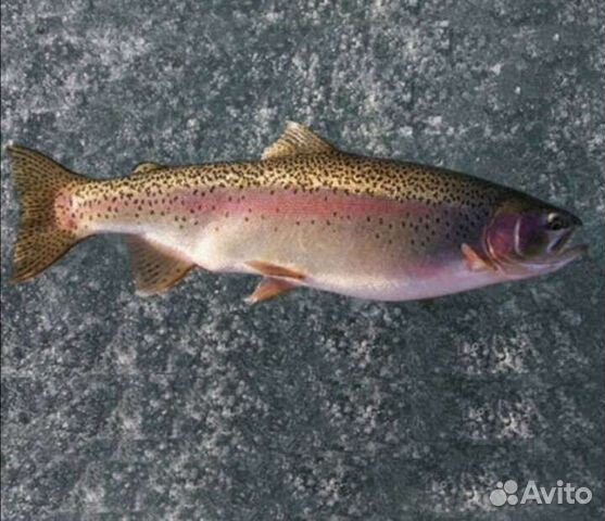 Форель 2кг+ опт/розница