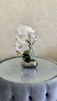 Орхидеи декоративные