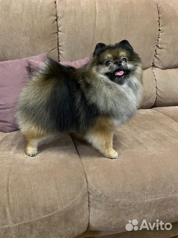 Шпиц кобель вязка