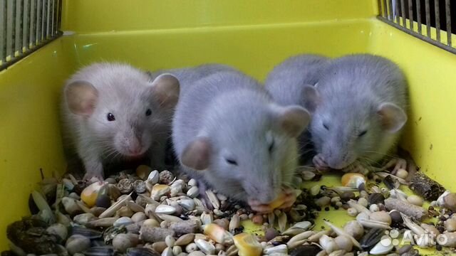 Крысята Дамбо. Крысы голубые и светло-бежевые