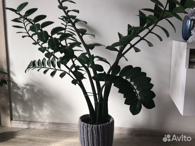 Замиокулькас, долларовое дерево