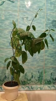 Калеродендрум, декабрист, фикус