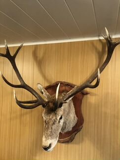 Чучело животных