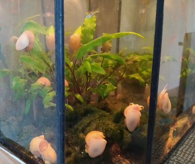 Аквариумные улитки