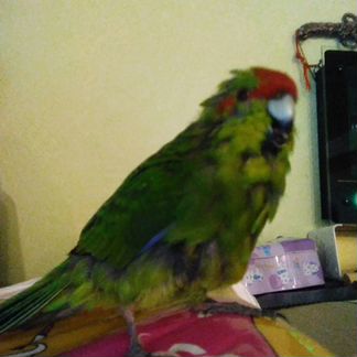 Попугай продам или приму в дар