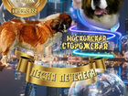 Московская Сторожевая щенки
